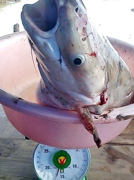 Con cá dứa nặng hơn 15kg sa lưới trong mùa nắng cạn vừa rồi ở đầm - Ảnh: Phan Tấn Hùng