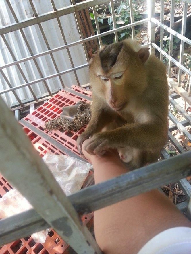 Chú khỉ đuôi lợn nặng gần 10kg  được ông Trần Văn Dũng giao lại cho Hạt kiểm lâm liên quận Sơn Trà - Ngũ Hành Sơn- Ảnh: TRƯỜNG TRUNG