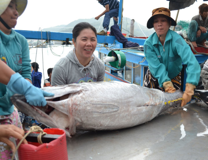 Niềm vui được mùa cá ngừ cuối vụ của ngư dân ở cảng cá Hòn Rớ Ảnh: DUY THANH