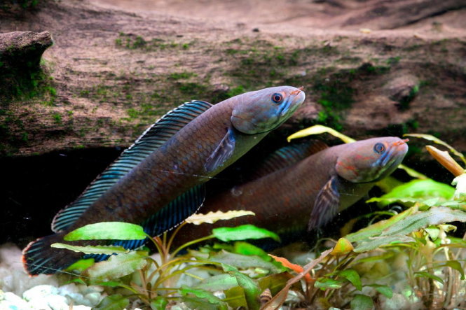 Cá lóc có vảy xanh lam óng ánh mới được phát hiện tại Ấn Độ - Ảnh: WWF