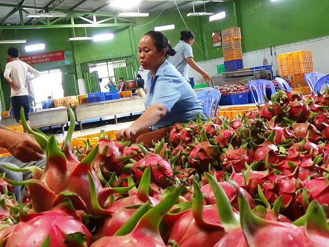 Lựa chọn thanh long trước khi sơ chế xuất khẩu đi Mỹ tại một doanh nghiệp ở Bình Thuận - Ảnh: Nguyễn Nam