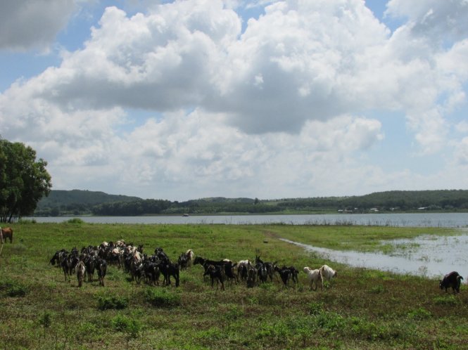 Đàn dê đang ăn lá cây, cỏ ven hồ Đá Bàng