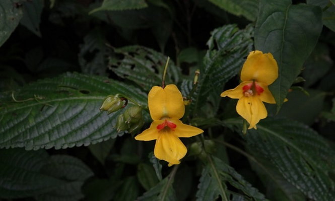 Impatiens lohitensis - một trong 133 loài thực vật mới phát hiện ở đông Himalaya - Ảnh: WWF