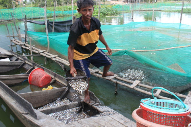 Lũ chưa về, cá mồi không có, anh Dương Văn Tèo phải đi mua cá biển mắc gấp 3 lần so với mọi năm để nuôi ao cá lóc của mình ở xã Vĩnh Thạnh, Tân Hưng, Long An - Ảnh: Sơn Lâm