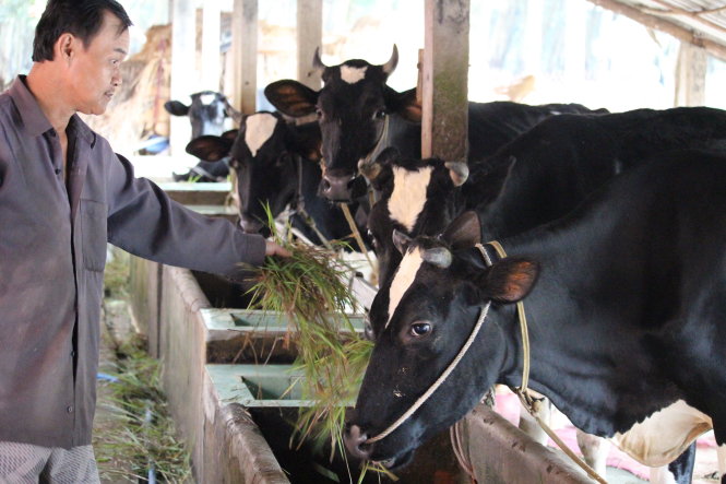 Đa số trại nuôi bò sữa của VN đều ở quy mô nhỏ lẻ, rất khó cạnh tranh được với sữa nhập khẩu từ các nước TPP (ảnh chụp tại trại bò sữa ở Củ Chi, TP.HCM)  Ảnh: TRẦN MẠNH