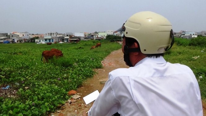 Thành viên tổ xử lý gia súc thả rông theo dõi một đàn bò vào thành phố - Ảnh: Thiện Trí