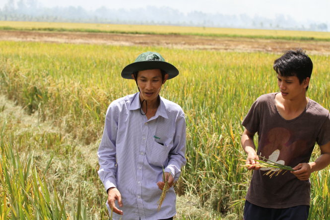 Anh Huỳnh Thanh Thắm (trái) khảo sát cánh đồng lúa mà HTX nhận khai thác cho nông dân - Ảnh: Vân Trường