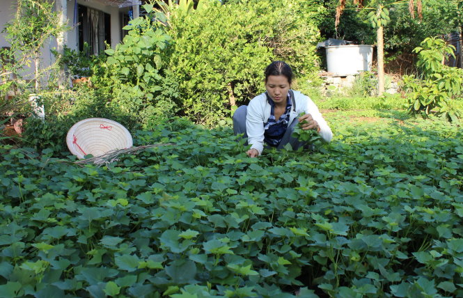 Do bị trường cho nghỉ dạy, hiện nay cô Hồ Thị Hằng sinh sống bằng việc chăm sóc vườn rau và hằng ngày đem bán rau cải ở chợ thôn - Ảnh: M.Trân