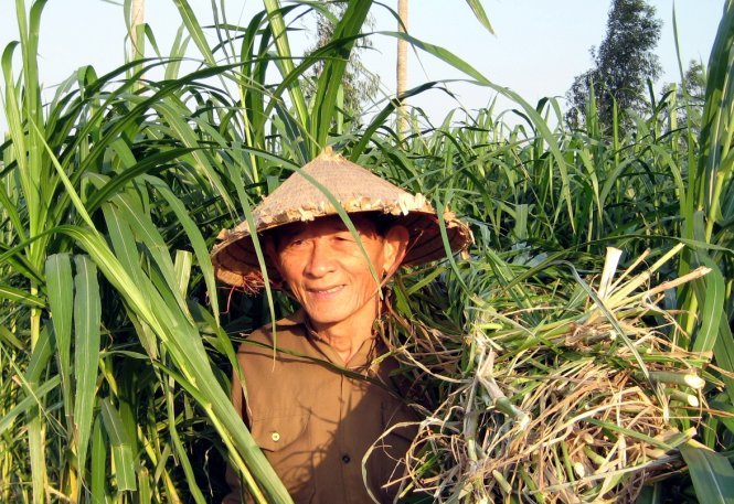 Anh hùng lao động Hồ Giáo lúc 80 tuổi khi còn chăm sóc đàn trâu Mura - Ảnh: M.T.