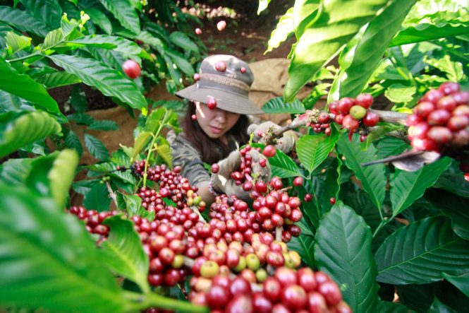 Thu hoạch cà phê tại Đắk Lắk   - Ảnh: Tiến Thành