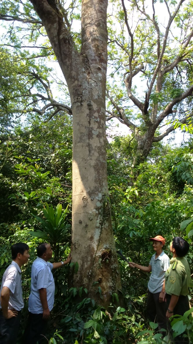 Một cây lim cổ thụ xanh tốt trong rừng lim nguyên sinh ở xã Cẩm Tú, huyện miền núi Cẩm Thủy (Thanh Hóa) - Ảnh: Hà Đồng