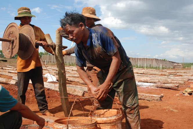 Dù nhiều nơi đã có mưa dông nhưng tình trạng hạn hán, thiếu nước vẫn gay gắt tại các tỉnh Tây nguyên. Trong ảnh: nông dân trồng cà phê tại Chư Sê (Gia Lai) đào giếng tìm nước cứu cà phê - Ảnh: B.D.
