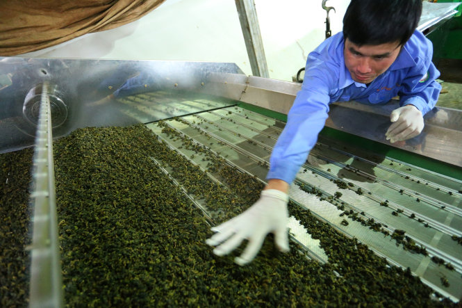 Sơ chế trà ôlong tại một xưởng sản xuất ở Đà Lạt trước khi xuất khẩu Ảnh: MAI VINH