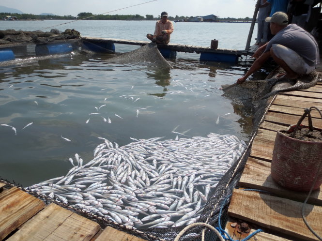 Vụ cá nuôi lồng bè của ngư dân Long Sơn chết trắng vào sáng 6-9 trên sông Chà Và được lãnh đạo tỉnh Bà Rịa - Vũng Tàu nêu ra như một điển hình trong cuộc họp về ô nhiễm sông Đồng Nai - Ảnh: Đông Hà