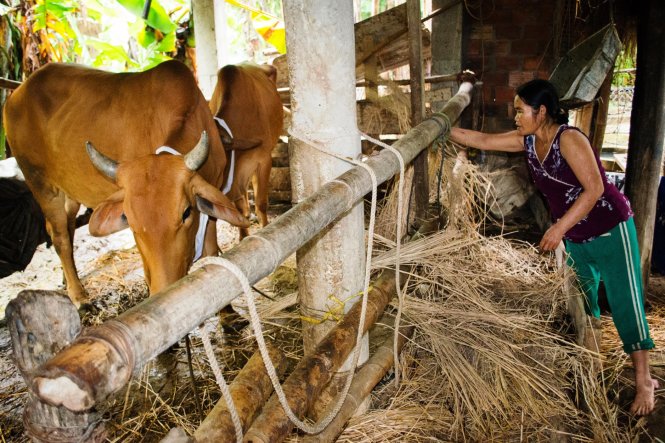 Mỗi năm chị Lài thu gần 25 triệu đồng tiền bán bê - Ảnh: Tấn Lực