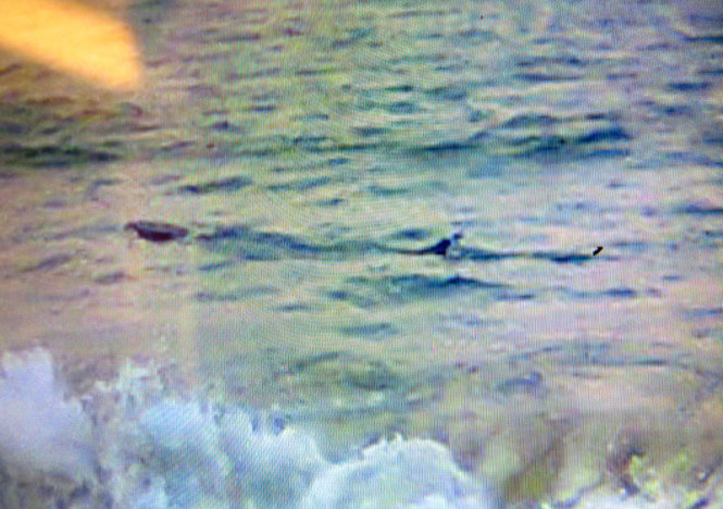 Ảnh con cá lạ do anh Trần Quốc Trưởng , nhân viên Đội Quản lý trật tự tuyến biển Tuy Hòa, chụp được bằng điện thoại - Ảnh: Kim Thủy