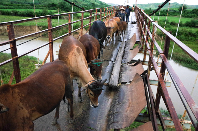 Cây cầu chịu được tải được không quá 2 tấn, nhưng người dân vẫn lùa cả đàn bò qua cầu - Ảnh: Tiến Thành