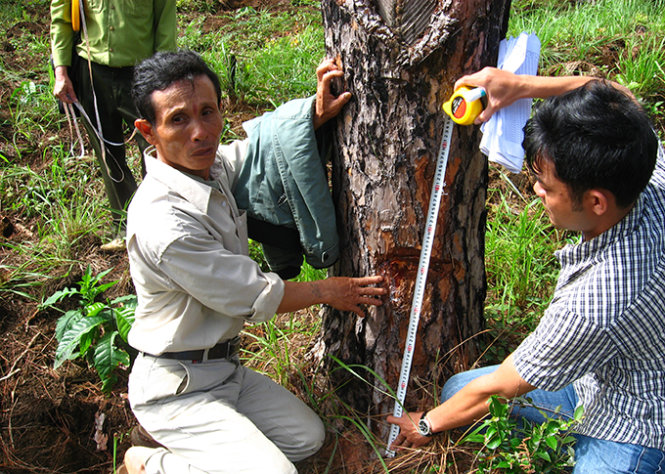 Nguyễn Ngọc Trị xác nhận những cây thông do mình phá trong lâm phần công ty Nam Nam - Ảnh: Lê Chuyên