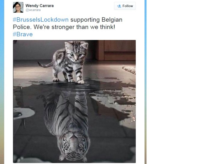 Và cảnh sát Bỉ cũng gửi lời cám ơn các chú mèo – Ảnh: Twitter