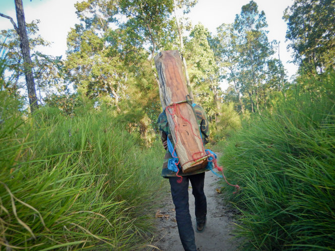 Các kiểu “mót gỗ” từ vườn quốc gia Ảnh: TIẾN THÀNH - Huyền Trang