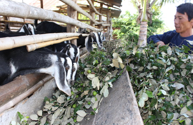 Ông Nguyễn Văn Thiện (ngụ thôn Ninh Quý 2, Phước Sơn) cho đàn dê ăn cành táo kèm quả do nông dân cắt bỏ vì giá táo hạ còn 1.000 đồng/kg - Ảnh: M.Trân