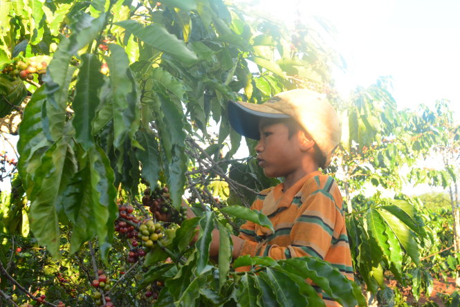 Em Nay Nhác (7 tuổi) do năm ngoái đã nghỉ suốt mấy tháng để đi hái cà phê nên hiện tại phải ở lại lớp 1 - Ảnh: Lĩnh Hồng