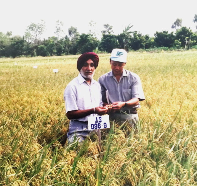 Tiến sĩ Darshan Brar (Viện Lúa quốc tế) kiểm tra ruộng lúa AS 996 (lai từ lúa ma) ở Tiền Giang - Ảnh tư liệu