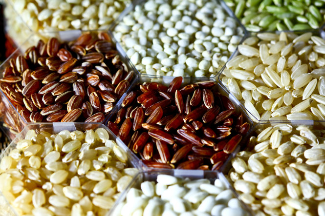 Bộ sưu tập các loại gạo của Viện Lúa quốc tế - Ảnh: IRRI