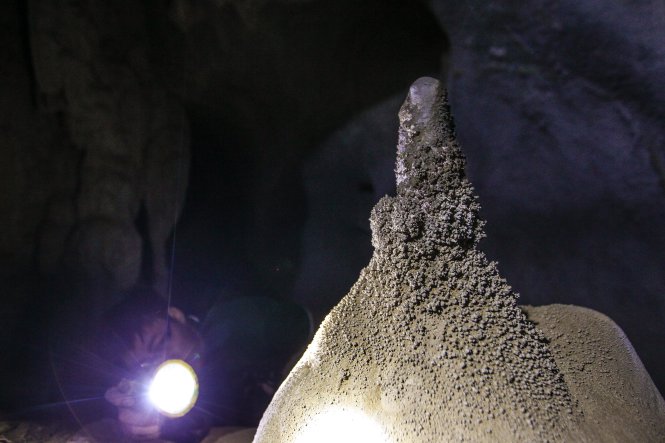 Một cây “măng đá” hình nón đang trong quá trình phát triển - Ảnh: Nguyễn Khánh