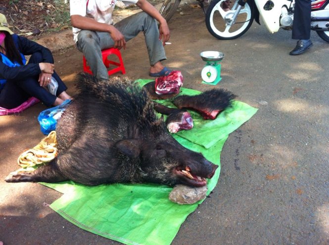 Ở rất nhiều khu bảo tồn, vườn quốc gia tại Đắk Lắk, nạn bán thịt thú rừng công khai sát bìa rừng vẫn diễn ra Ảnh: CTV