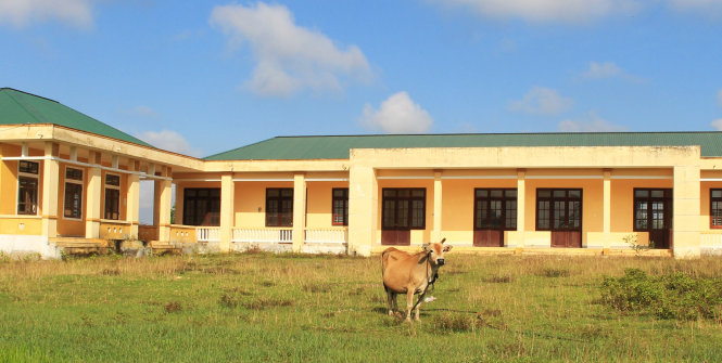 Khuôn viên trường tiểu học trở thành nơi chăn thả gia súc - Ảnh: N.Linh