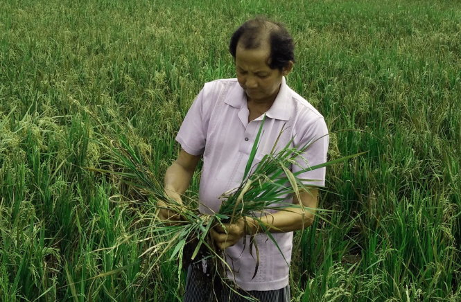 Cánh đồng 15ha của ông Trương Hiếu Thuận ở xã Bình Giang, huyện Hòn Đất, tỉnh Kiên Giang bị thiệt hại khoảng 80% năng suất do thiếu nước ngọt -  Ảnh: Ngọc Tân