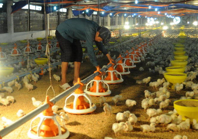 Công nhân cho gà ăn tại một trang trại ở xã Tân An, huyện Vĩnh Cửu, Đồng Nai - Ảnh: A Lộc