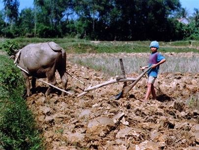 Cây Thực Phẩm Là Gì? Khám Phá Vai Trò Và Lợi Ích Của Cây Thực Phẩm