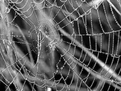Hãy khám phá bức ảnh về nhện dệt lưới với màu sắc sinh động và bắt mắt! Sự kết hợp của những màu sắc tươi sáng và nhện tinh tế sẽ khiến bạn say mê ngay từ cái nhìn đầu tiên.