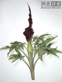 YbpGbRA7.jpg