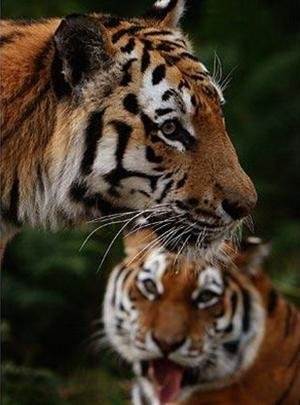 Đôi hổ Amur là một trong những loài động vật quý hiếm, sống tại Khu bảo tồn thiên nhiên Sông Cát Tiên, Việt Nam. Hãy xem hình ảnh liên quan để chiêm ngưỡng vẻ đẹp hoang dã của đôi hổ Amur và cảnh quan thiên nhiên tuyệt đẹp của Việt Nam nhé!