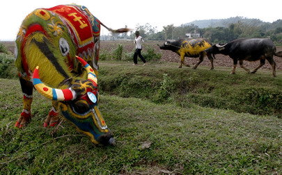 Vẽ Trâu Cho 