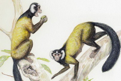 RJrIiusm.jpg