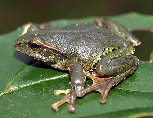 Con Ếch Đồng  Tiếng kêu và hình ảnh con ếch đồng  Sound Of Frog  Đỗ Đức  Quyền TV  YouTube