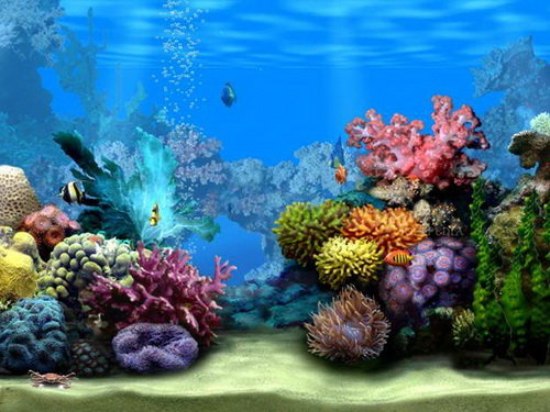Dream Aquarium Screensaver 1293  Màn hình chờ Bể cá