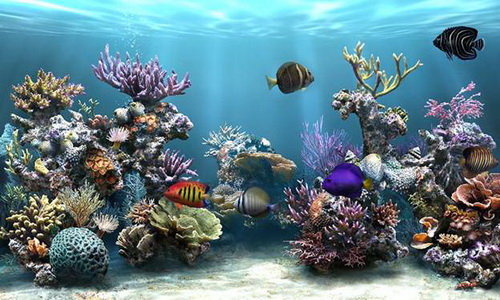 Sim Aquarium  Hình nền động bể cá 3D tuyệt đẹp cho máy tính