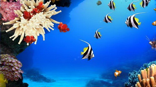 65 Hình Nền Cá 3D Đẹp Bơi Lội Sống Động Như Thật