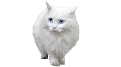 Mèo trắng mắt xanh thường bị điếc - Tuổi Trẻ Online