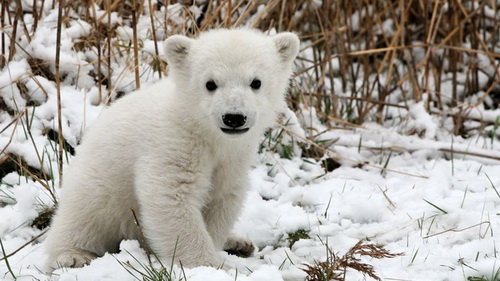 Gấu Knut: Knut là một gấu trắng hoàn toàn đặc biệt, được nuôi dưỡng bởi một nhân viên sở thú ở Berlin. Knut trở nên nổi tiếng và được yêu thích bởi tính cách đáng yêu của mình. Hãy cùng xem hình ảnh của Knut và đắm mình trong khuôn mặt đáng yêu của cậu bé gấu này.