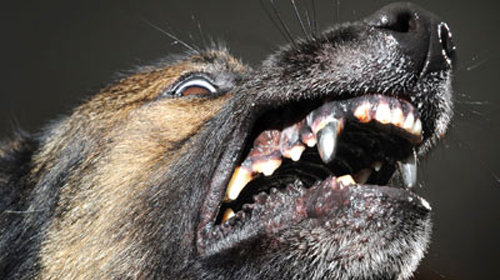 Chó cảnh sát có răng bằng titan là một trong những loài chó đặc biệt, với răng chắc khỏe bằng titan, giúp chúng có thể chống lại các tên trộm tài sản. Hãy xem ảnh để khám phá thêm về đặc điểm này của chúng.