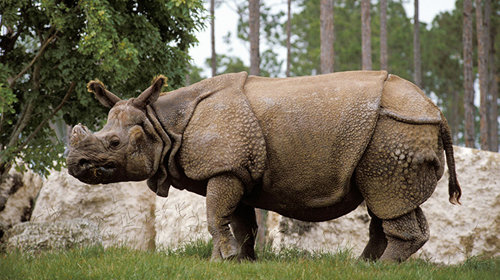 5 loài tê giác còn tồn tại trên thế giới - Tuổi Trẻ Online