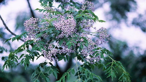 ZW8I9wXm.jpg