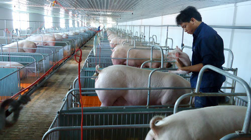 Hồ Thầu phát triển chăn nuôi lợn