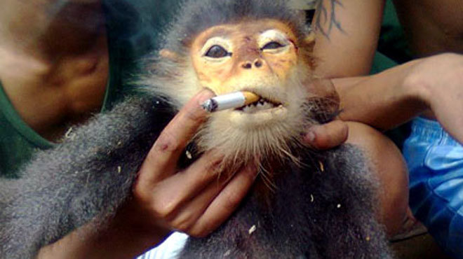 Top 10 Hình ảnh con khỉ khô đầy sáng tạo